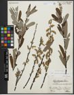 Foto von Salix appendiculata Vill. x Salix eleagnos Scop.